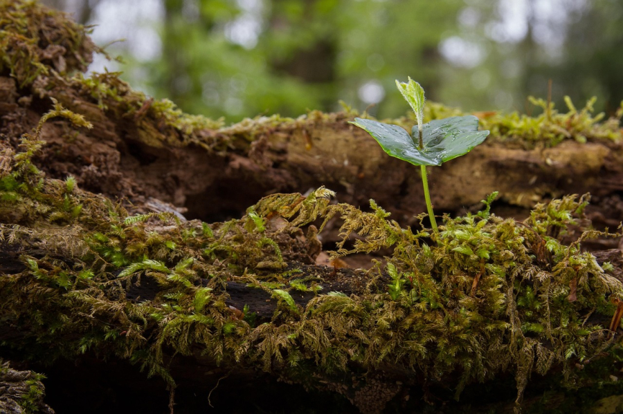 seedling-2240442_1280